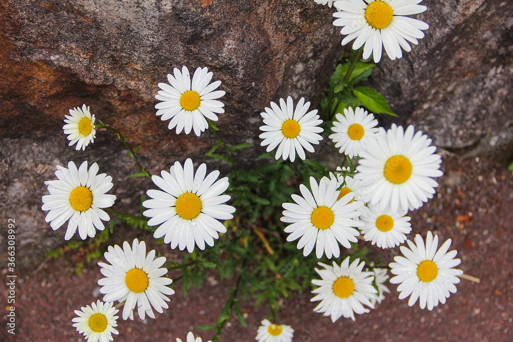 Obraz premium daisies in a garden