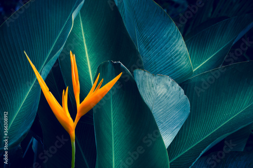 tropical leaves colorful flower on dark tropical foliage nature background dark green foliage nature photo