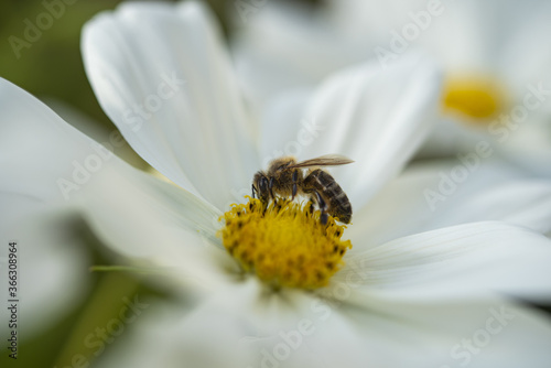 A close up of a Honeybee on a Cosmos daisy flower in the summer sunshine in the garden.
