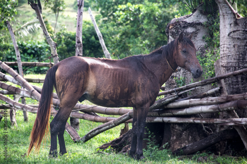Fototapeta premium horse eating grass