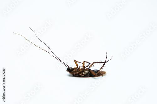 Dead Cockroach isolated on a white background © Lertlit