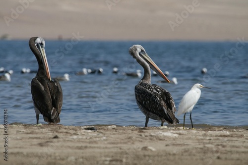 Peruvian Pelicans at Paracas Peninsula, Peru