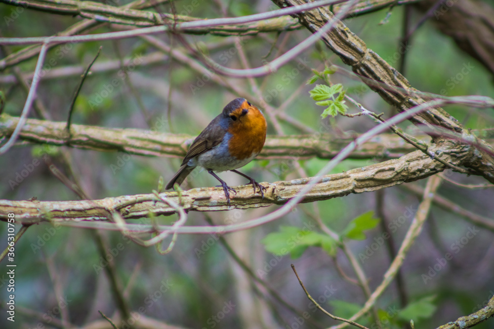 Robin in the thicket, Ireland Robin in the thicket, Ireland