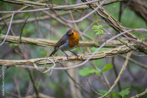 Robin in the thicket, Ireland