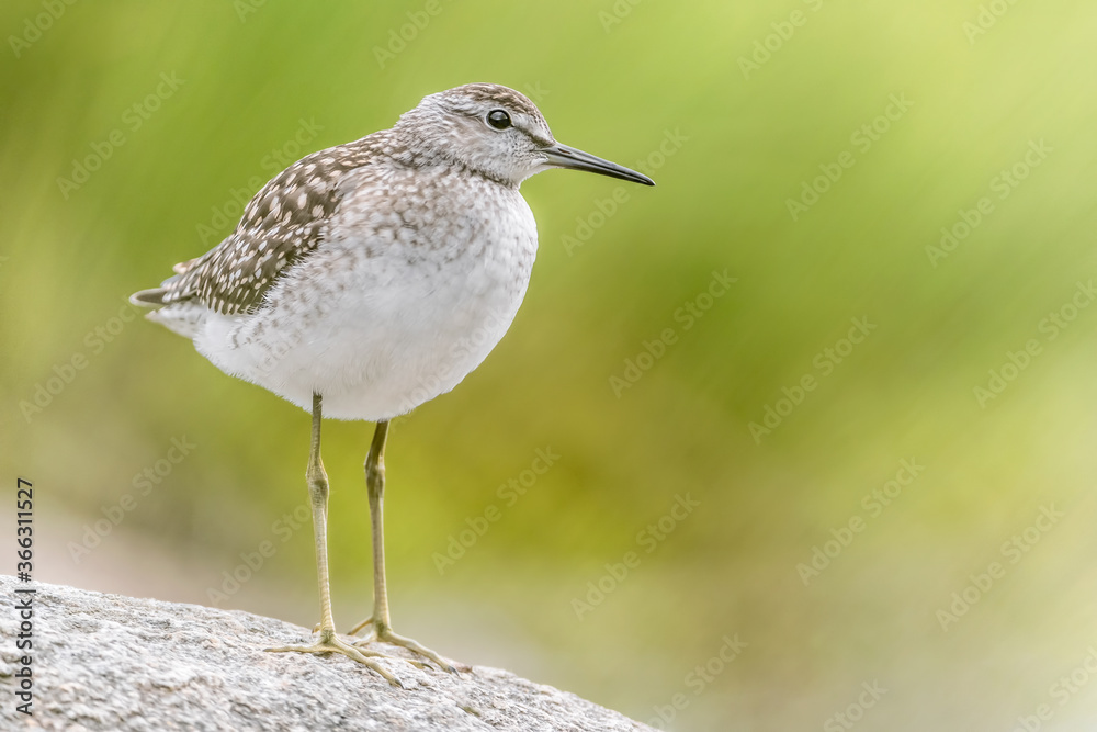 Amazing portrait of Wood sandpiper at sunrise (Tringa glareola) Amazing portrait of Wood sandpiper at sunrise (Tringa glareola)