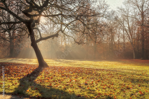 Lighted autumn sun glade of old park  large spreading tree with fallen leaves. Picturesque view  sunlight and morning mist