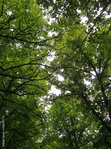 trees in the forest