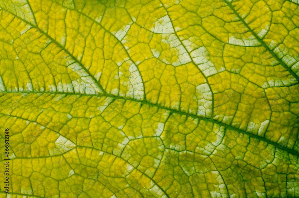 Close up on yellow Zuchinni leaf. Large yellow zucchini leaf texture Close up on yellow Zuchinni leaf. Large yellow zucchini leaf texture