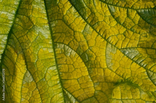 Close up on yellow Zuchinni leaf. Large yellow zucchini leaf texture