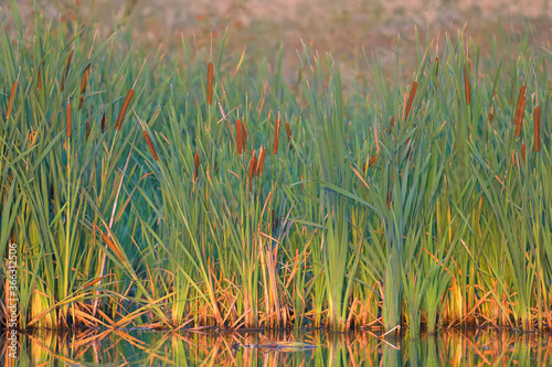 Dense thickets of cattail on the shore of a small lake. Landscape shot at golden morning hour with soft light and warm colors. photo