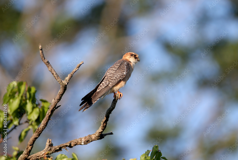 Young red-footed falcon photographed close-up in soft evening light in a variety of poses on dry tree branches Young red-footed falcon photographed close-up in soft evening light in a variety of poses on dry tree branches