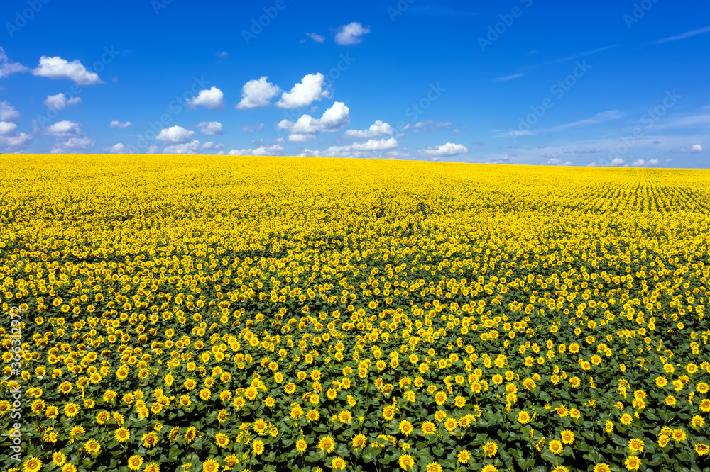 Obraz premium Sunflower field to horizon blue sky aerial view.