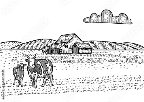 Cow and calf grazing on meadow. Farm Barn on the background. Hand drawn sketch illustration in engraving style. Countryside landscape.