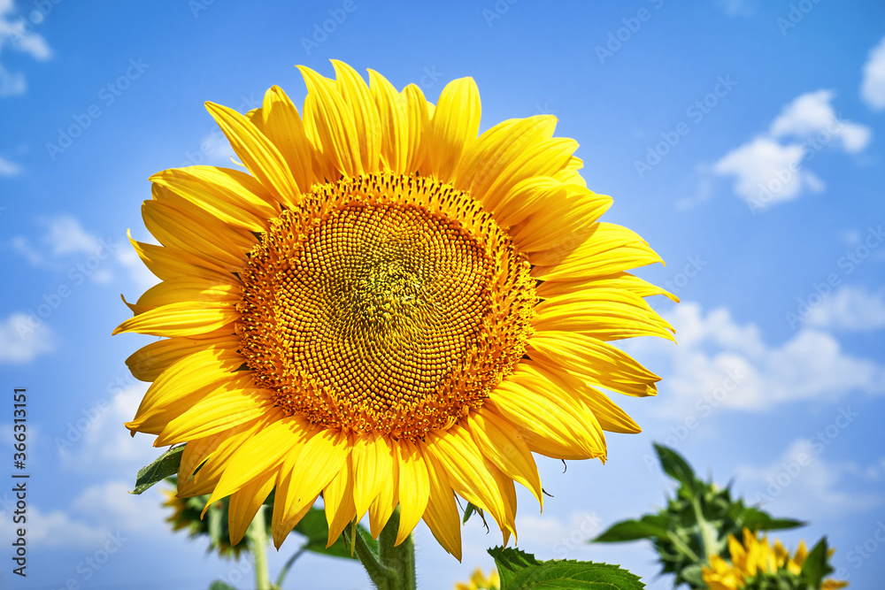 banner summertime blue sky clouds flower sunflower banner summertime blue sky clouds flower sunflower