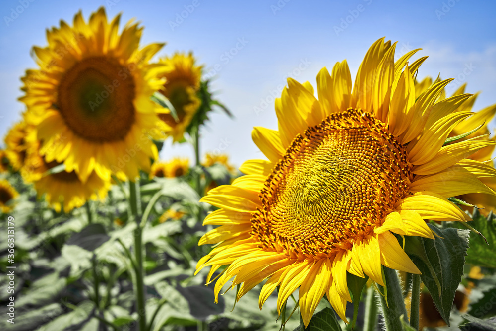banner summertime blue sky clouds flower sunflower banner summertime blue sky clouds flower sunflower