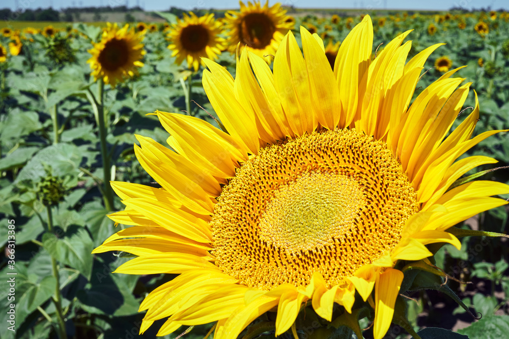 Naklejka premium banner summertime blue sky clouds flower sunflower