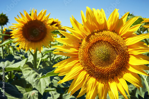 banner summertime blue sky clouds flower sunflower