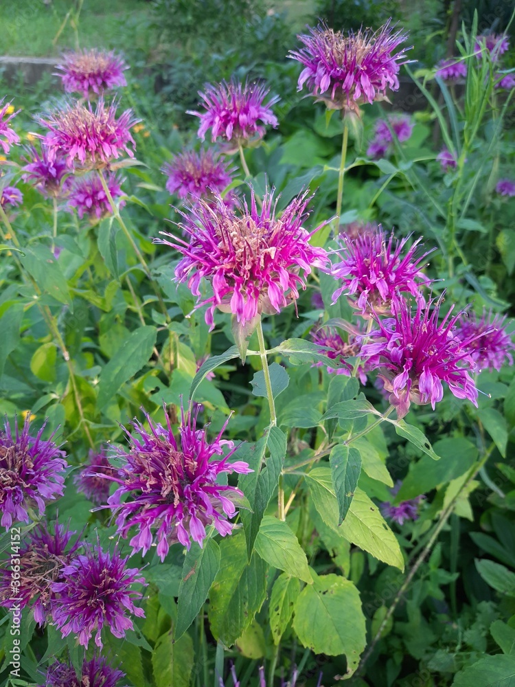 Obraz premium pink flowers in the garden