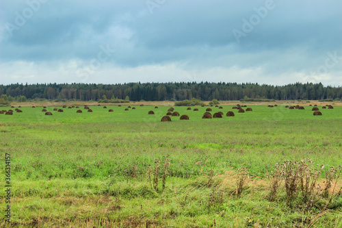 Countryside landscape. A huge field with sheaves of straw  forest  on the horizon and heavy clouds in the sky.