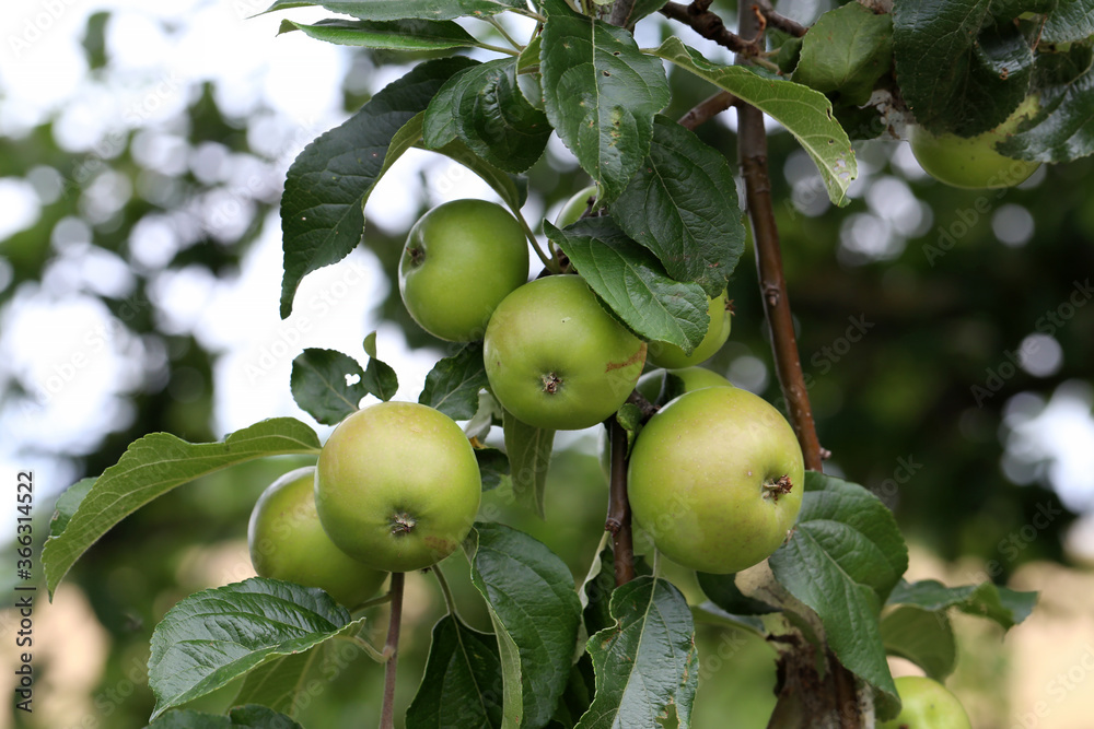 Green apples ripen on tree branches in Summer Green apples ripen on tree branches in Summer