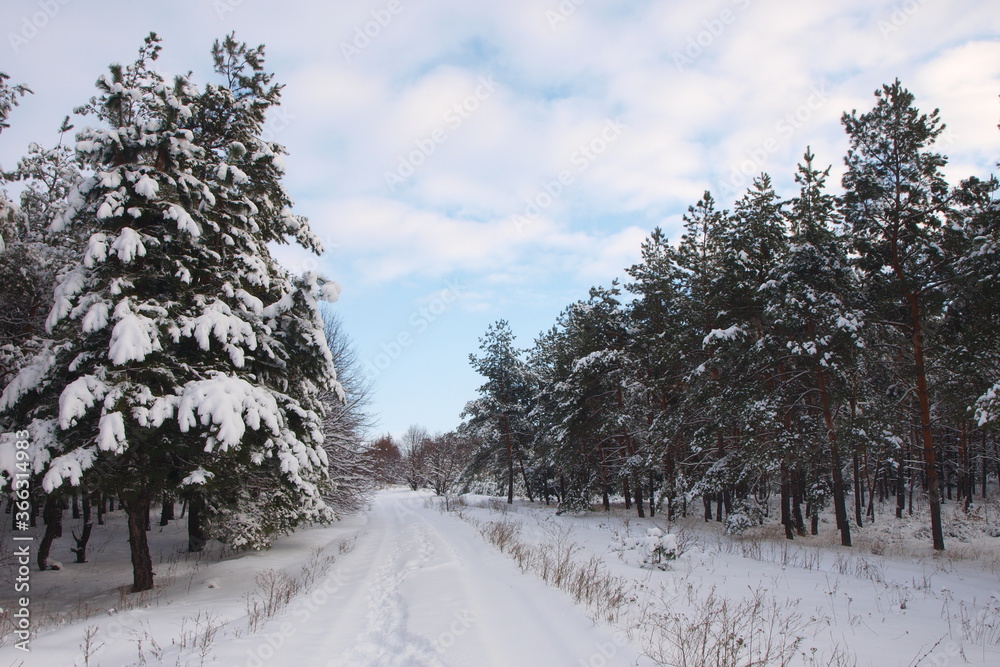 Obraz premium Winter landscape