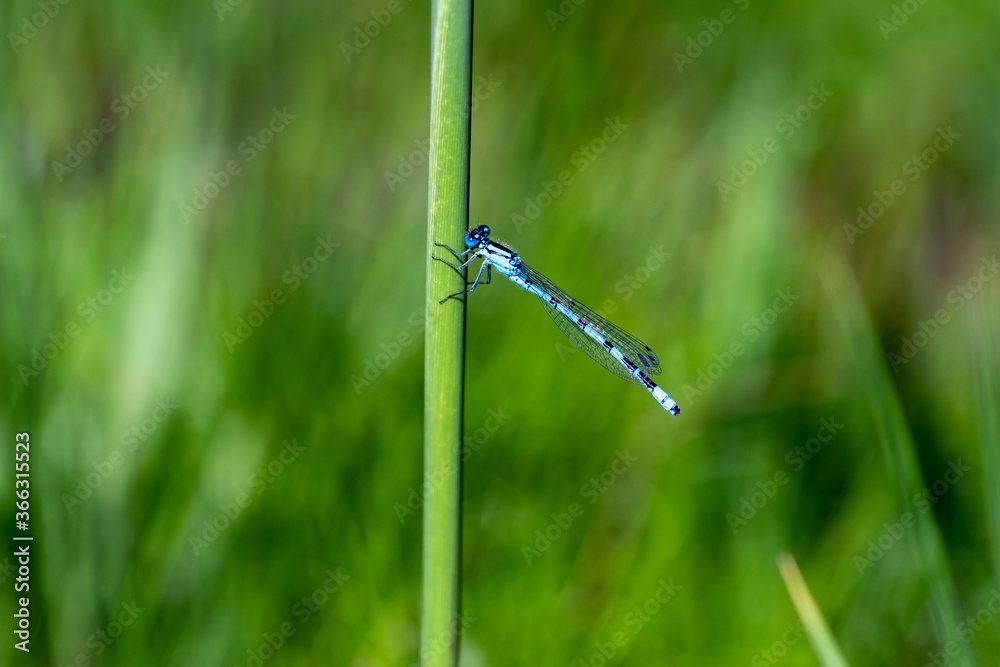 Blue dragonfly is sitting on a reed Blue dragonfly is sitting on a reed