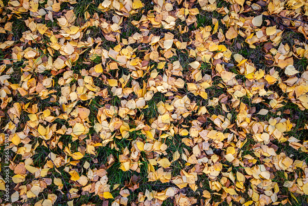 Background from autumn Background from autumn