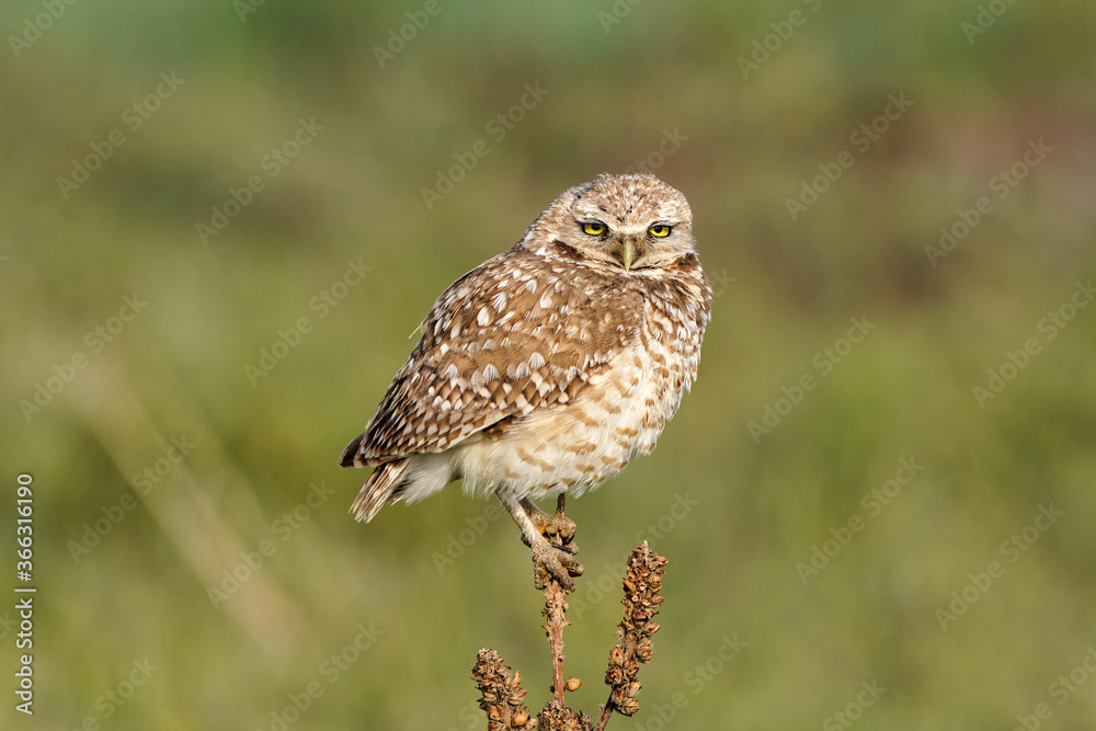Burrowing Owl Perch Burrowing Owl Perch