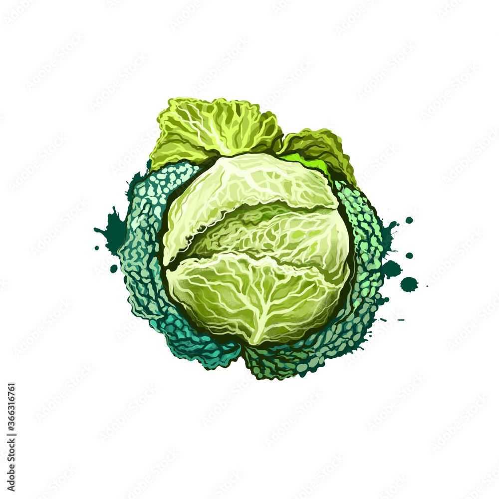 Fototapeta premium Digital art Kale or leaf cabbage, Brassica oleracea drawing isolated on white background. Organic healthy food. Green vegetable. Hand drawn plant closeup. Clip art illustration. Graphic design element