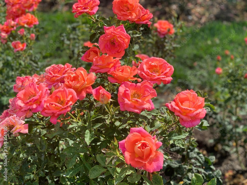 red roses in garden