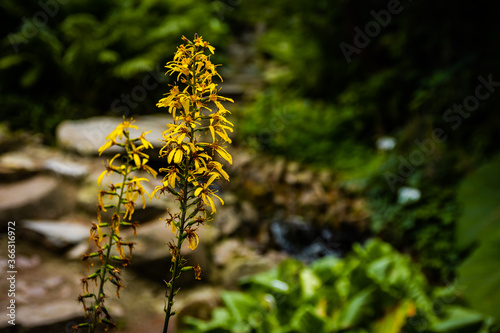 Ligularia sibirica is a yellow flower from the Family Asterales Lind. Taken in Poland. photo