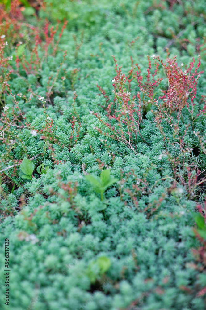 ornamental grass spruce, sedum, juniper horizontal green
