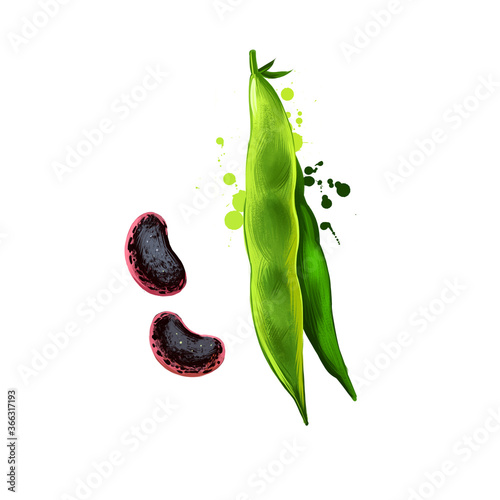 Runner beans isolated on white. Phaseolus coccineus, known as scarletr bean or multiflora bean plant in legume. Digital art illustration. Organic healthy food. Green vegetable. Graphic design element
