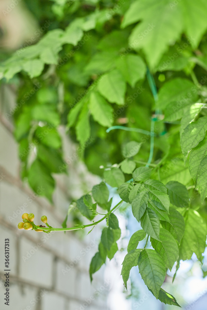 Obraz premium leaves kampsis with buds hanging from above climbs an ant in the sun