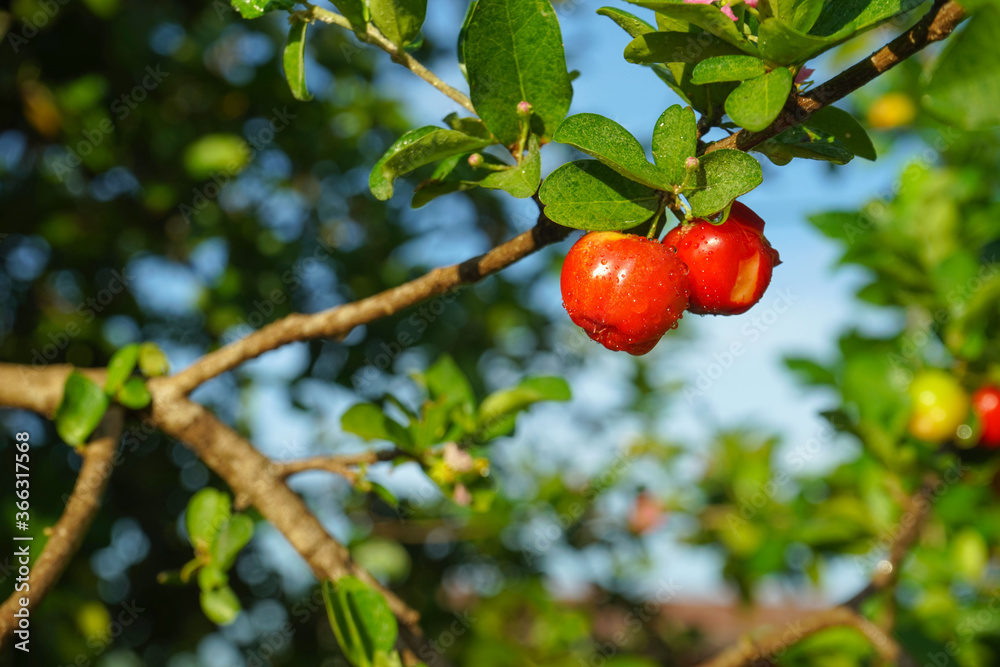 Fresh organic Acerola cherry.Thai or Acerola cherries fruit on the tree, high vitamin C and antioxidant fruits
