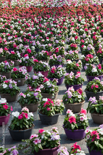 Wallpaper Mural Fleurs en pots alignés sur le sol d'une serre horticole Torontodigital.ca
