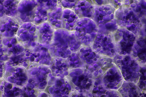 Microscopic view of a potato starch in potato tuber cells. Iodine stain. Darkfield illumination.