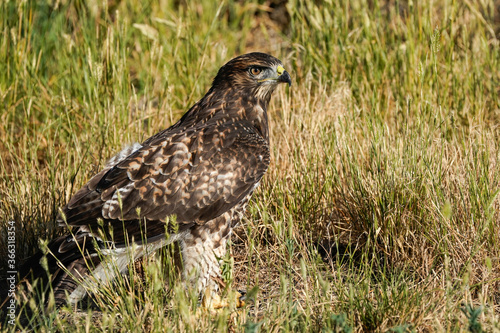Red-tailed Hawk - ground