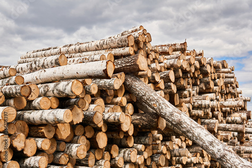 many birch logs are stacked in a woodyard before processing or transportation photo