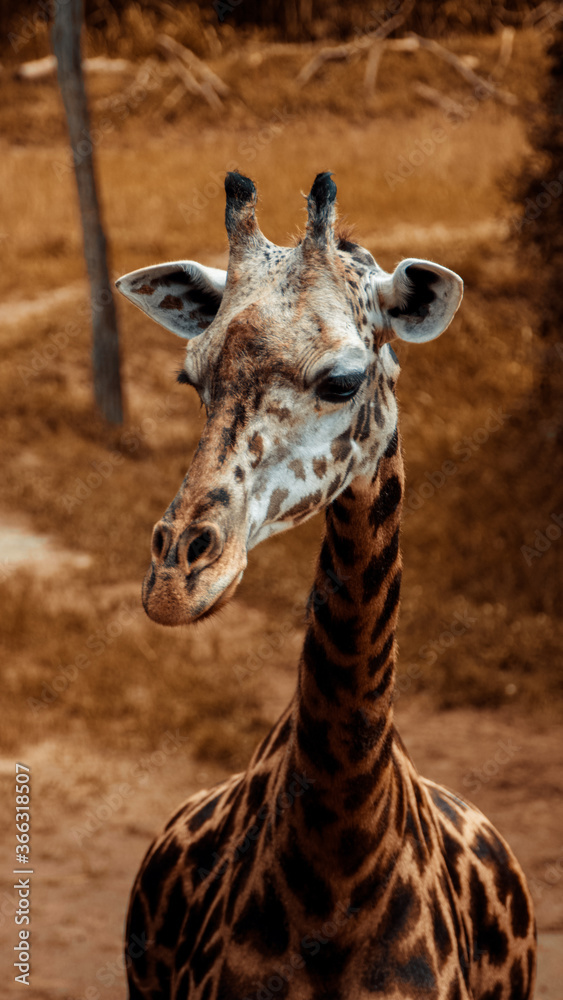 Fototapeta premium Giraffe