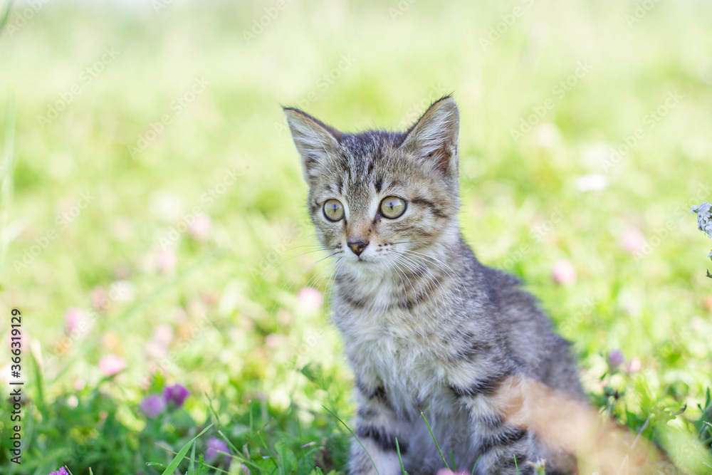 Portrait of a tabby kitten in green grass meadow. Little kitten posing in grass outdoors. Cat playing on the grass