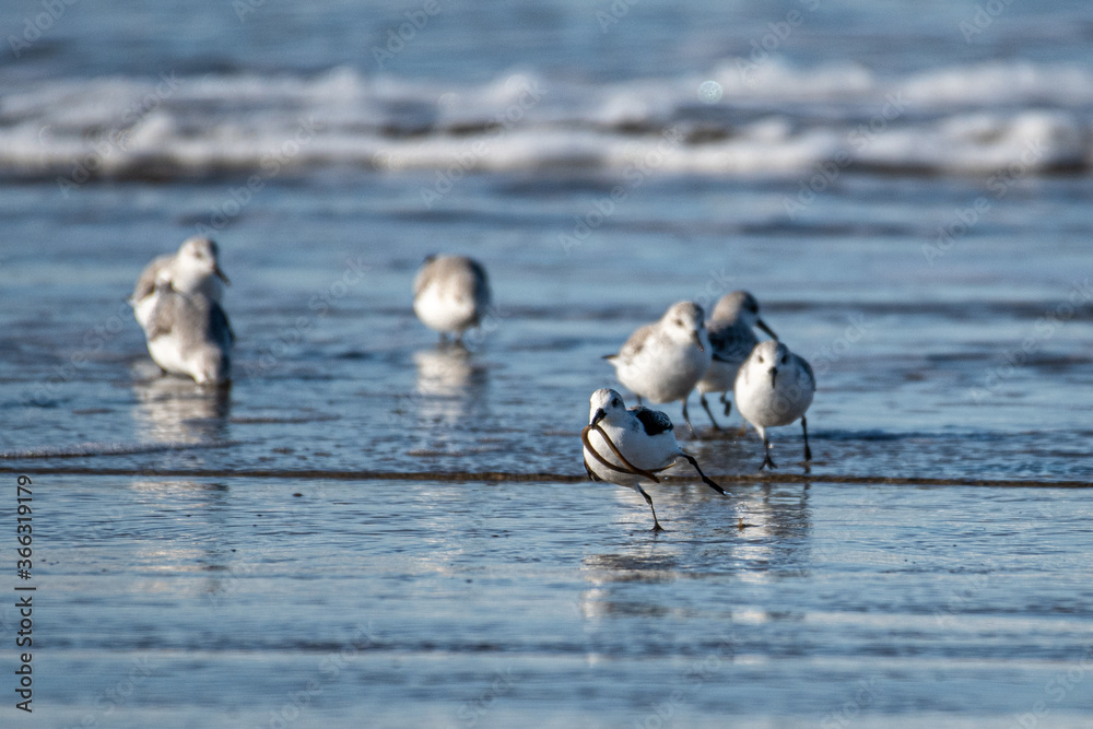 Fototapeta premium Snowy Plover (Charadrius nivosus) on Nehalem Beach, OR