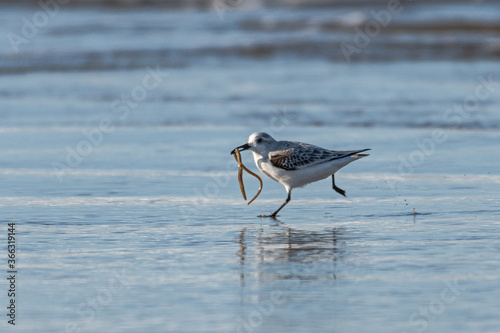 Snowy Plover (Charadrius nivosus) on Nehalem Beach, OR photo