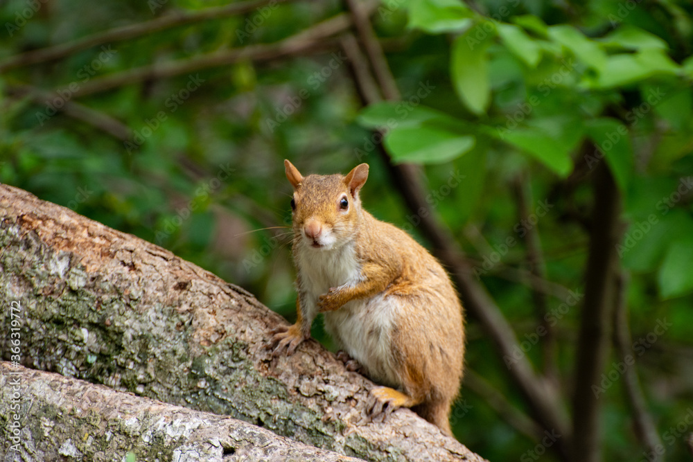 Squirrel in tree, Florida Squirrel in tree, Florida