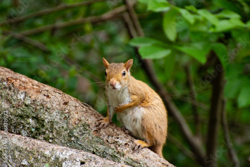 Squirrel in tree  Florida