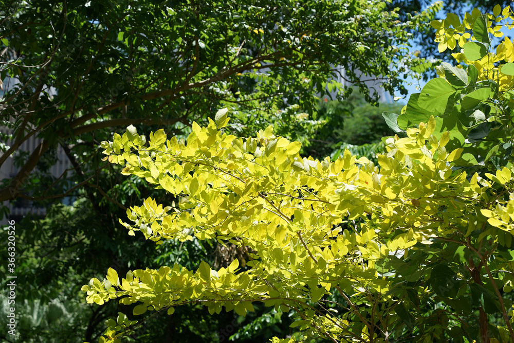 Closed up yellow leaves colorful on tree in natural park and daylight background Closed up yellow leaves colorful on tree in natural park and daylight background