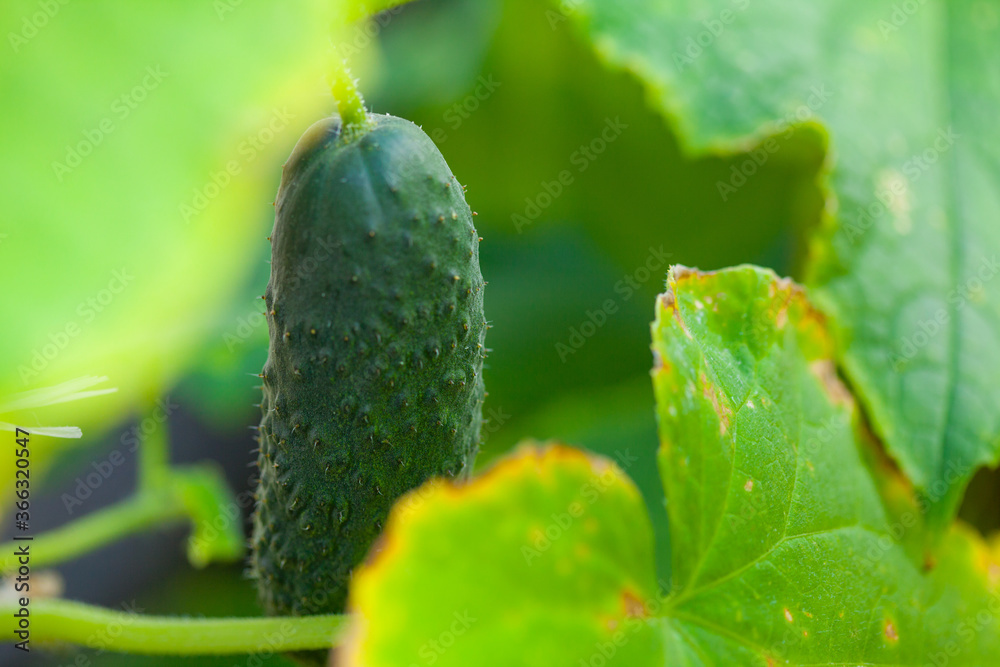 Greenhouse cucumber blooms and forms cucumber green, needles and cucumber leaves visible on the cucumber Greenhouse cucumber blooms and forms cucumber green, needles and cucumber leaves visible on the cucumber
