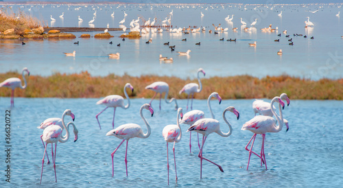 Akyatan Lagoon and lake with bird paradise - Adana, Turkey
