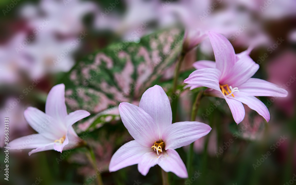 Blooming Pink Rain Lilies Blooming Pink Rain Lilies
