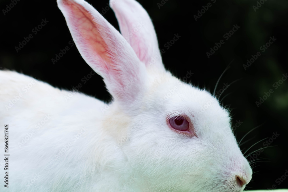 close up image of red eyed rabbit wit black background close up image of red eyed rabbit wit black background